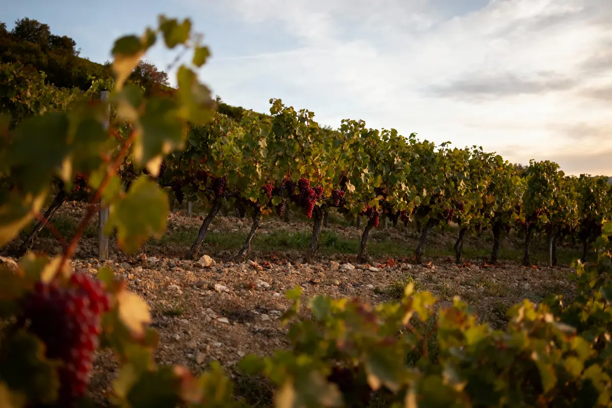 Vignes avec grappes de raisin rouge au coucher du soleil, ciel partiellement nuageux, ambiance paisible.