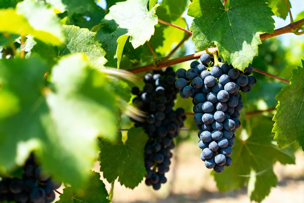 Grappe de raisin noir mûr sur vigne, entourée de feuilles vertes.