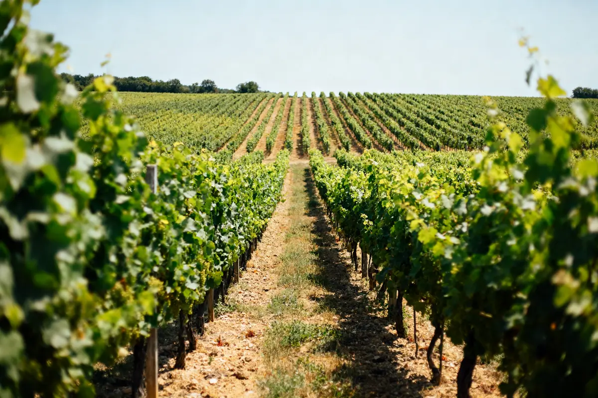 Rangées de vignes verdoyantes sous un ciel dégagé, champ à perte de vue.