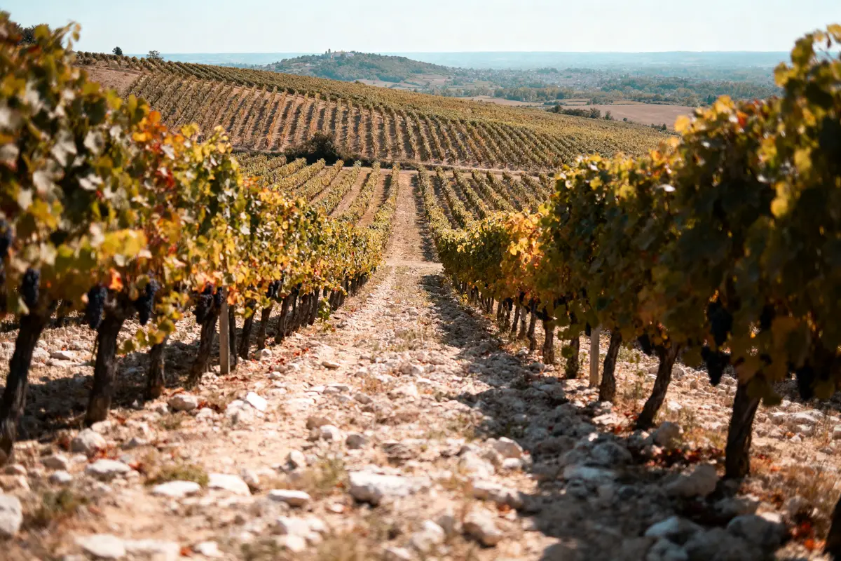 Vignoble en pente avec rangées de vignes, paysage vallonné et ciel dégagé en arrière-plan.