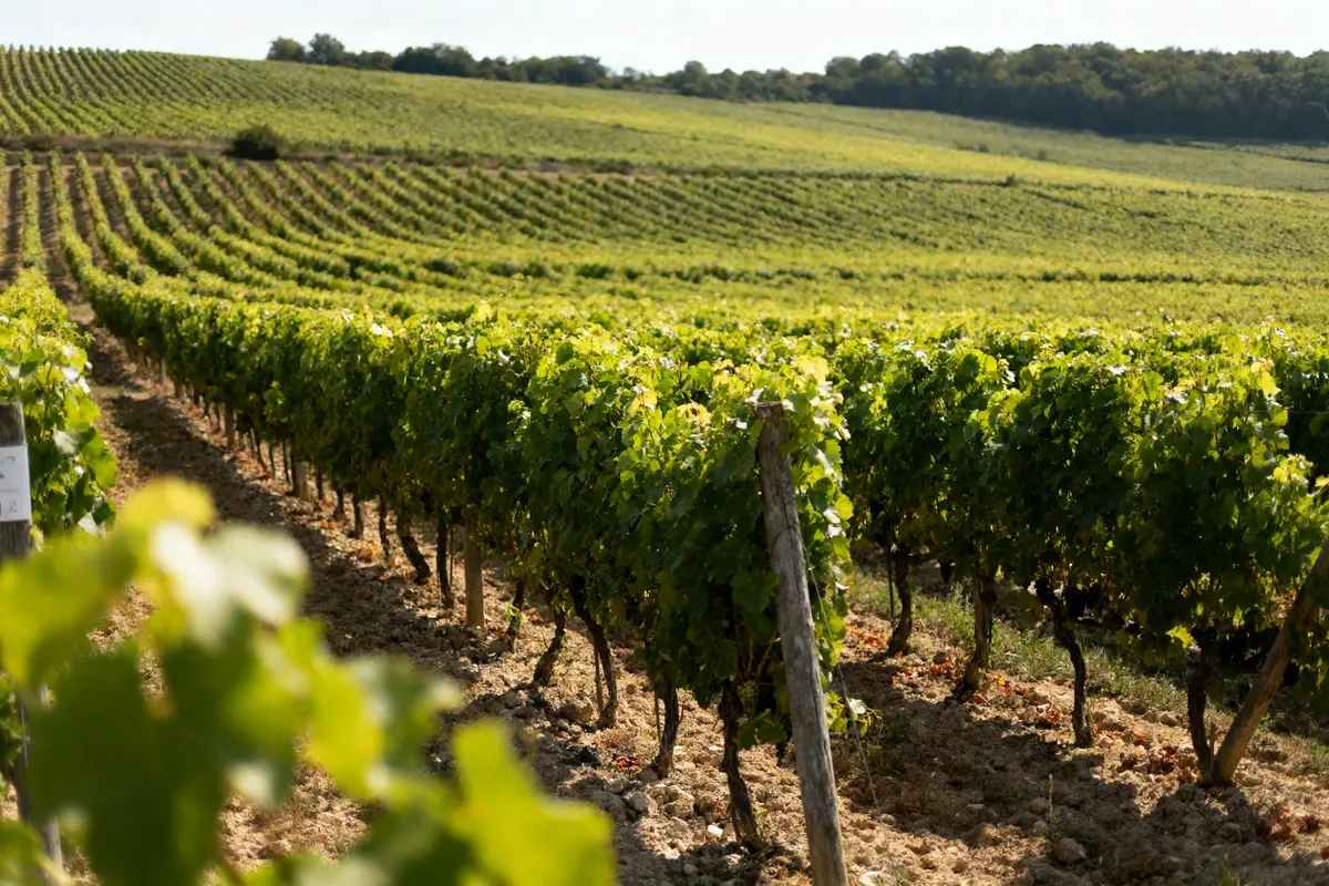 Vignoble vallonné avec rangées de vignes verdoyantes sous ciel dégagé, arbres en arrière-plan.