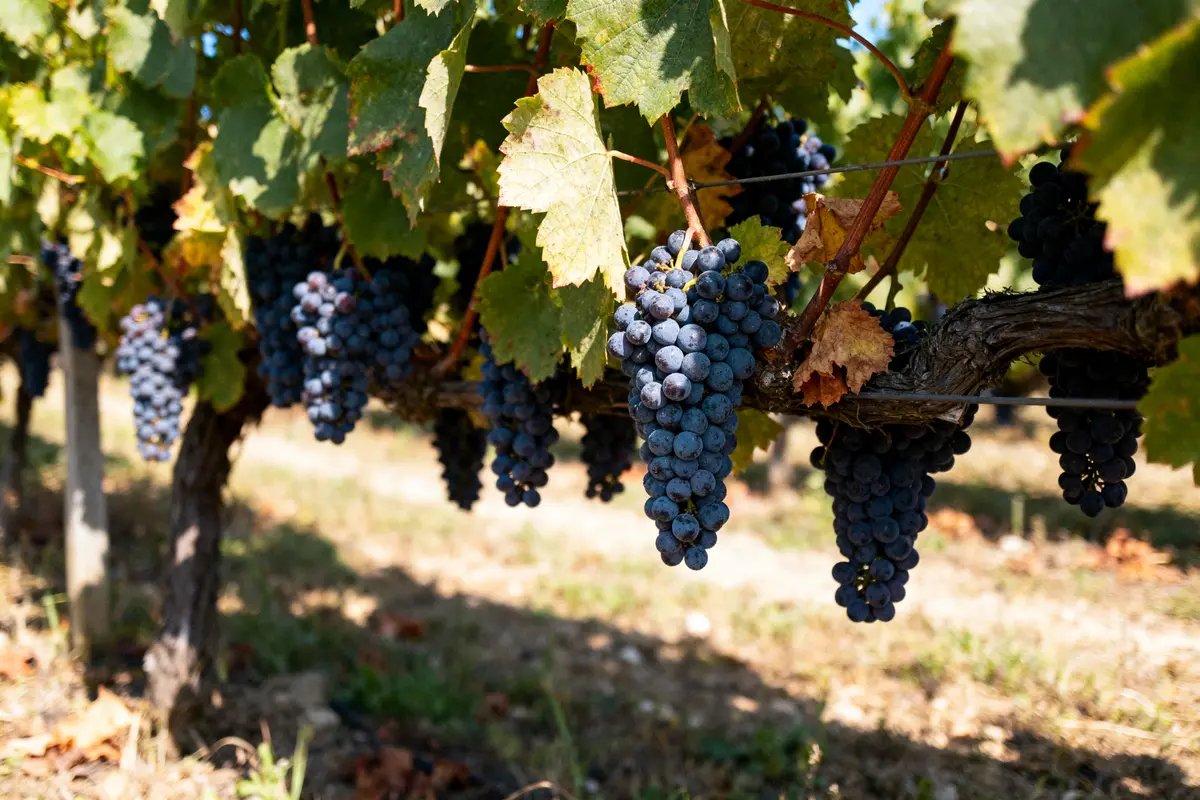 Grappe de raisins noirs mûrs suspendue à la vigne sous le soleil, feuilles vertes et sèches visibles.