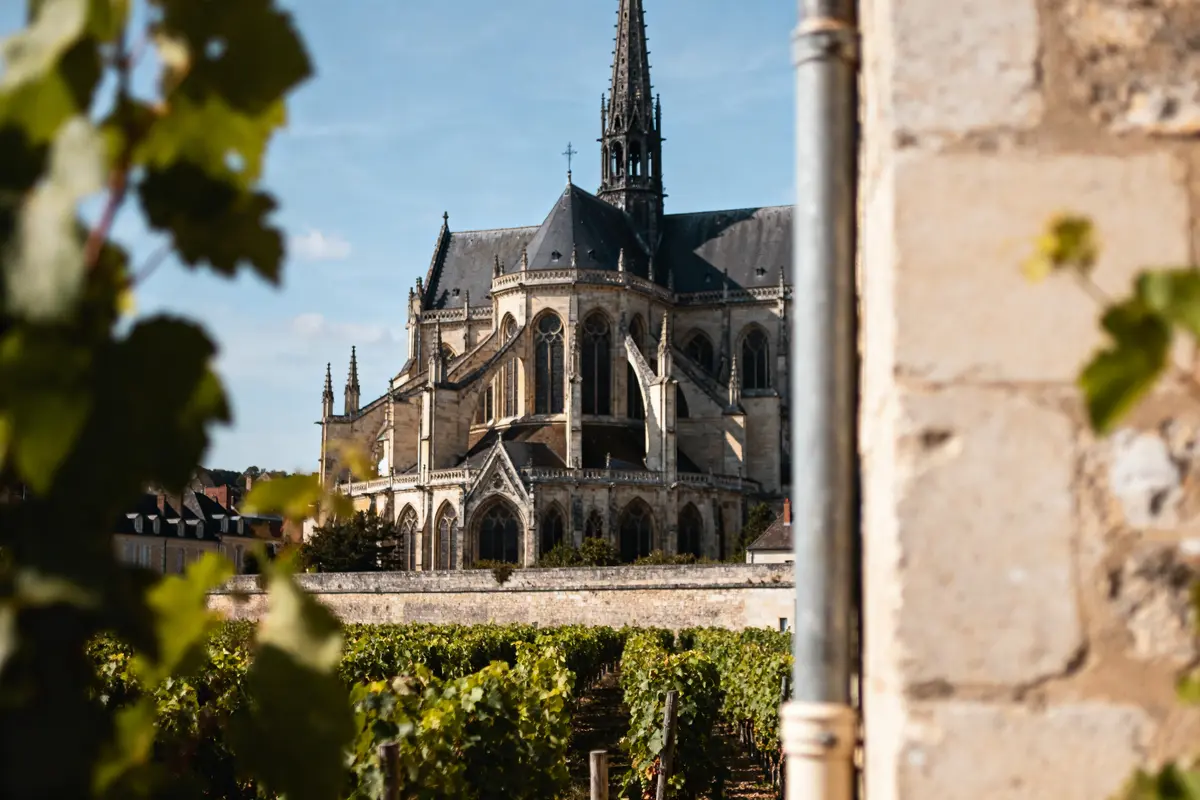 Cathédrale gothique vue à travers des vignes, ciel bleu, journée ensoleillée, mur de pierre au premier plan.