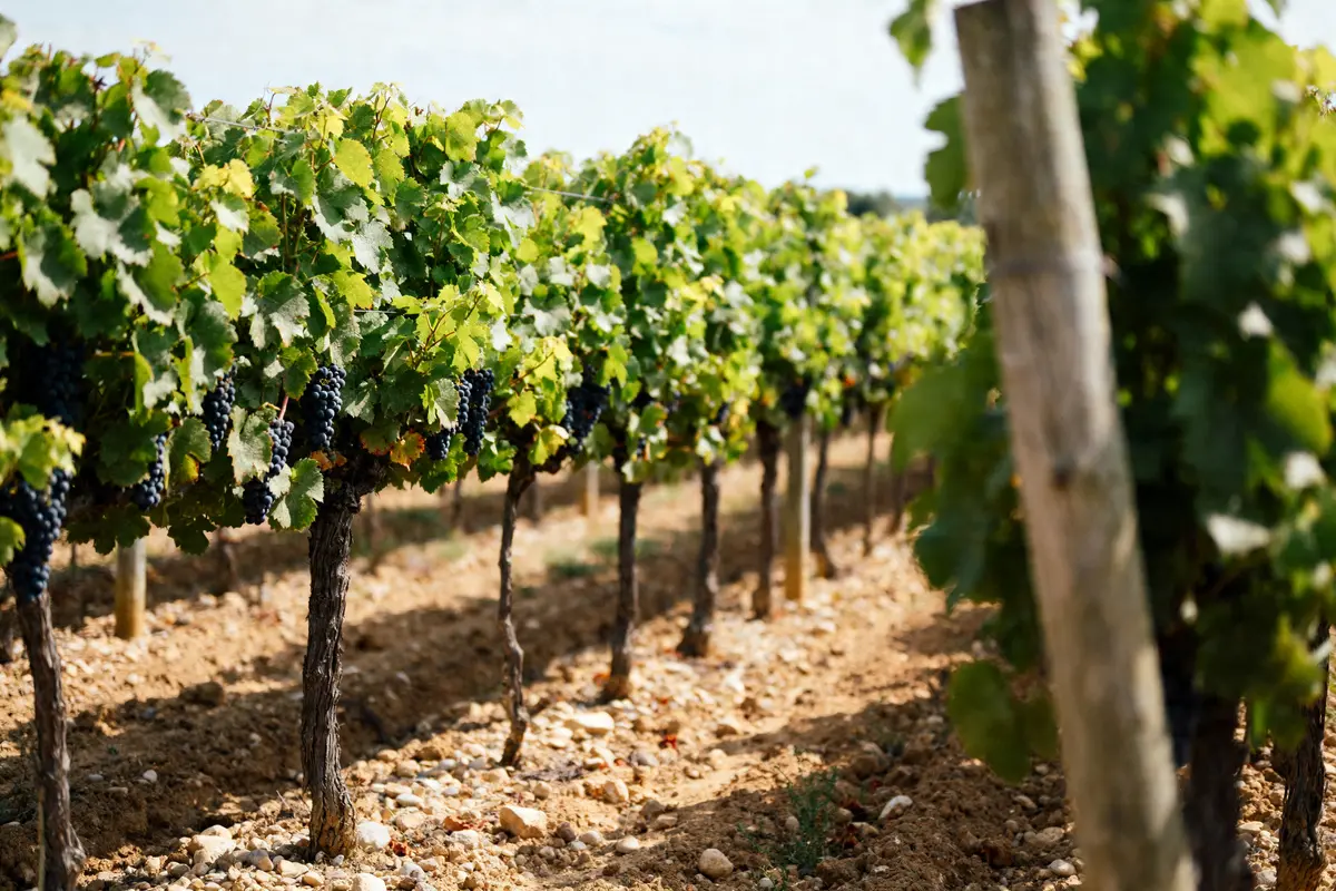 Saint Estèphe : guide complet du vignoble, tourisme & vin