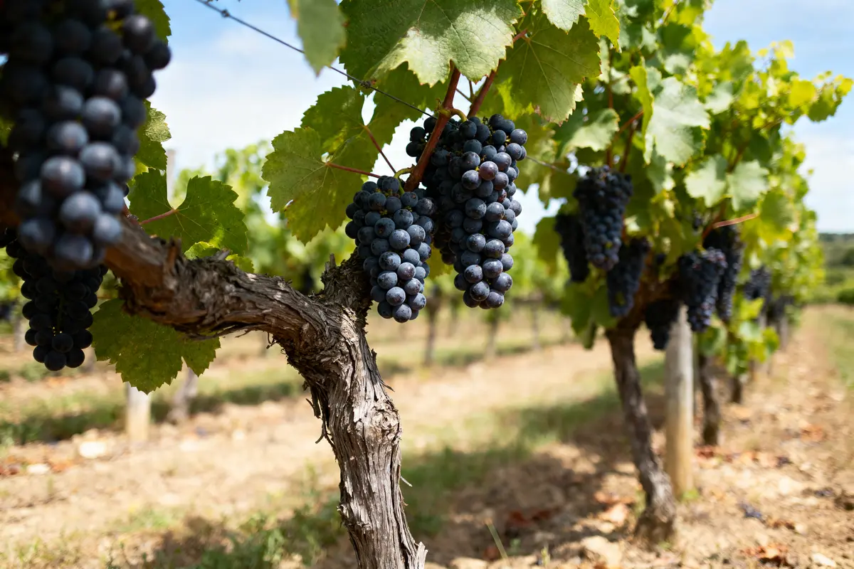 Grappe de raisin cabernet sauvignon mûrissant sur une vigne dans un vignoble ensoleillé