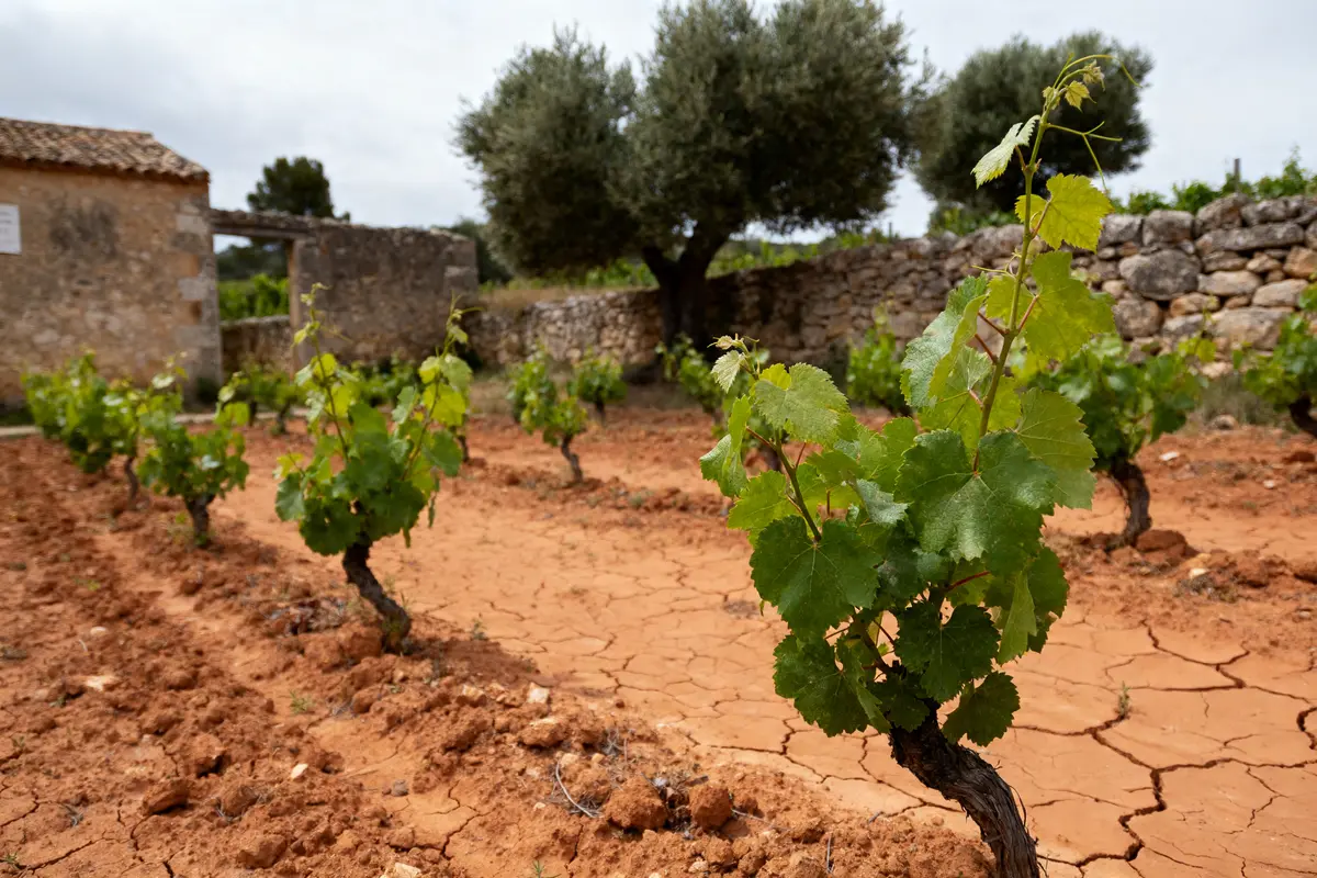 Vignes sur sol argileux au domaine Gervasoni avec mur de pierre et arbres en arrière-plan