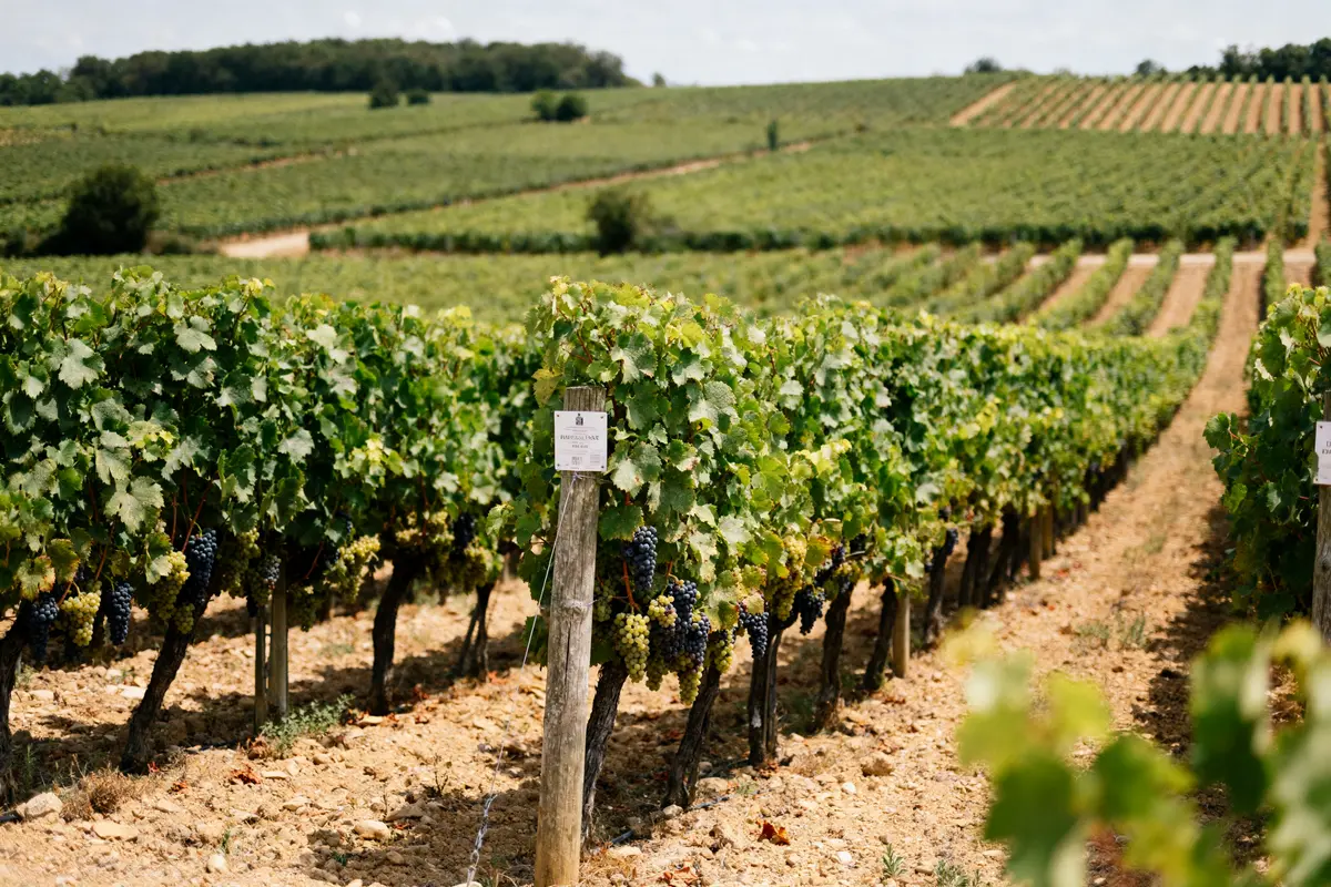 Vin du Sud-Ouest : guide des meilleurs cépages et appellations